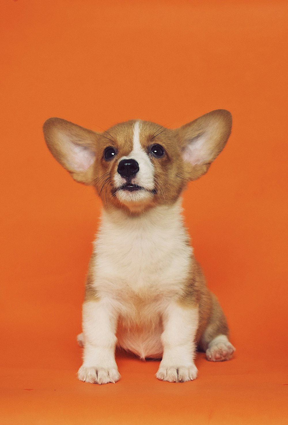 Welsh Corgi