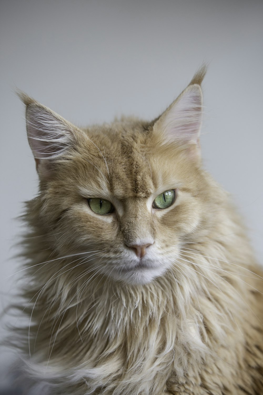 Maine Coon