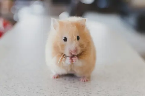 Сирийский хомяк, золотистый