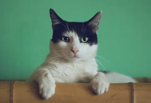 Chilonzorda oq-qora mushuk yo‘qoldi