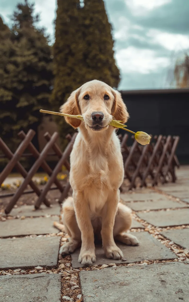 Oltin retriver kuchukchasi, FCI — 1
