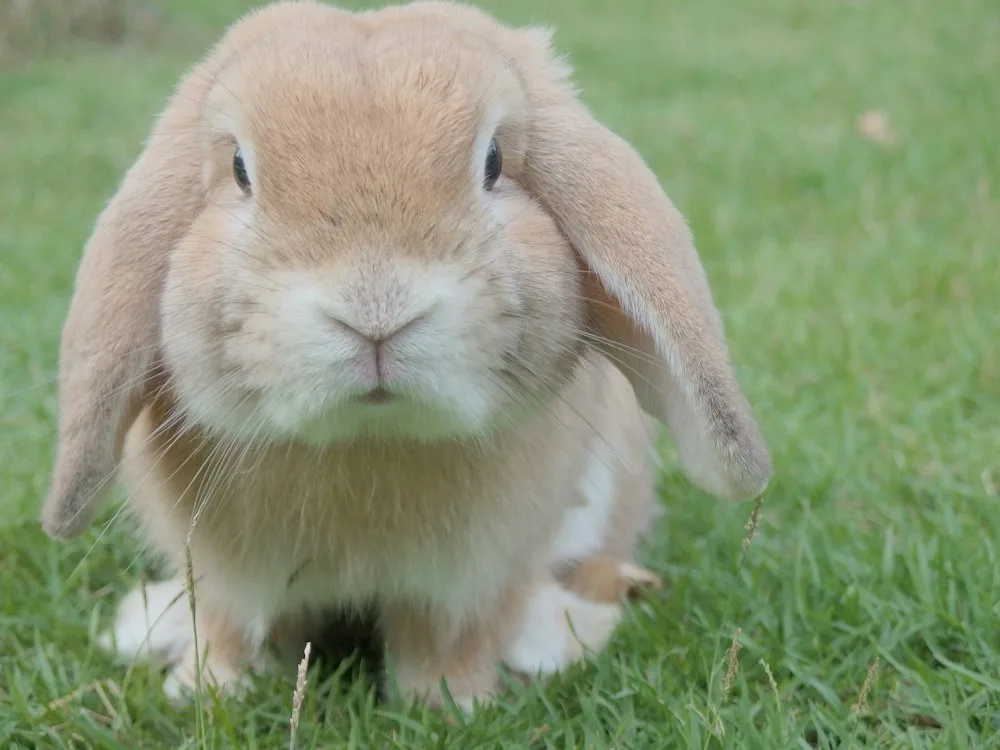 Mini-lop dekorativ quyoni — 1