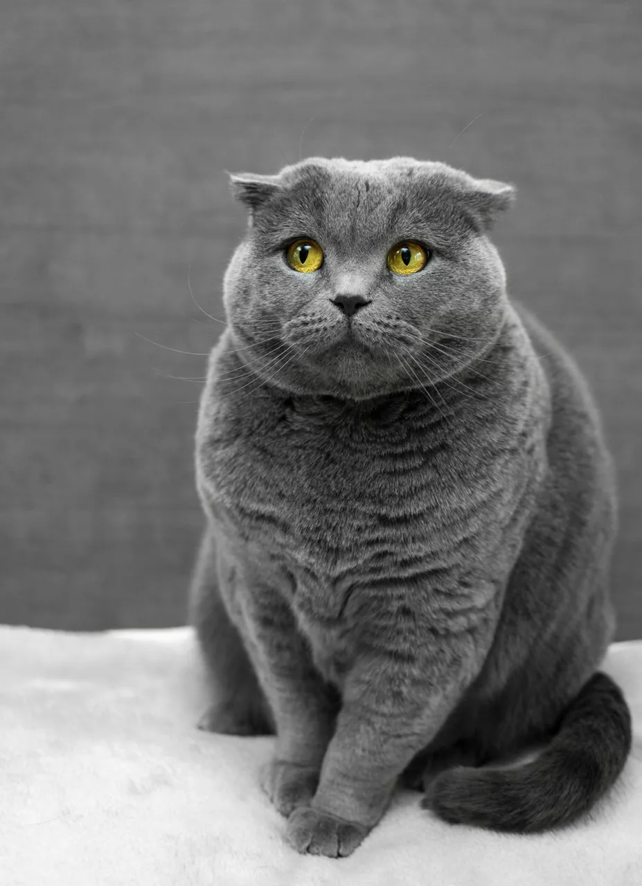 Британская голубая кошечка, FIFe — 1